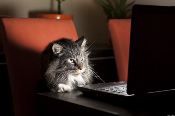 Флоридский профессор вскрыл проблематику приватности котиков - «Интернет и связь»