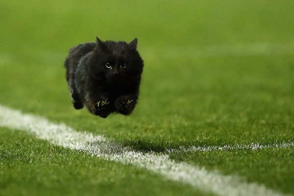 "Летящий" кот на поле для регби стал героем фотожаб - «Интернет и связь»