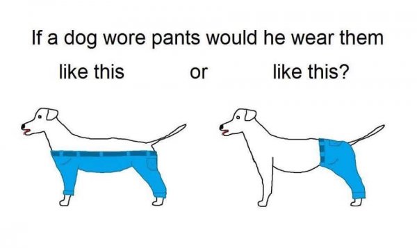 Интернет пытается решить, как собакам носить штаны - «Интернет и связь»