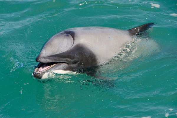 Дельфин со смертельной патологией изобрел собственный способ дыхания - «Интернет и связь»