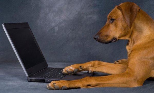 Собаки смогут самостоятельно публиковать фотографии в социальных сетях - «Новости интернета»