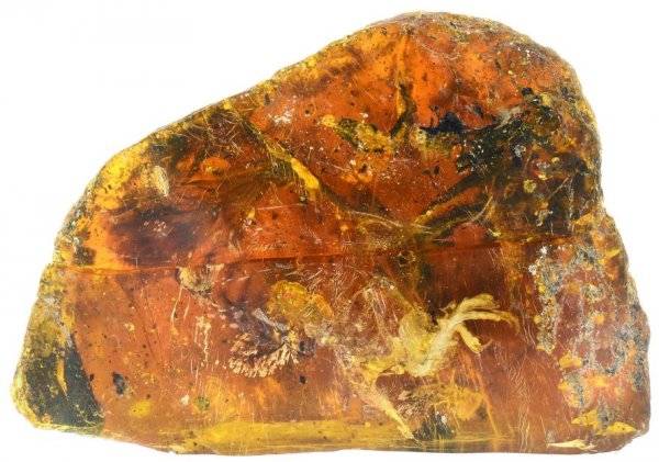 Фотофакт: птенец пролежал в янтаре 99 миллионов лет | - «Интернет и связь»