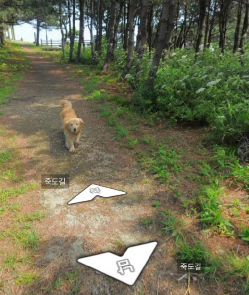 Любопытный пес увязался за камерой Google и попал на карту | - «Интернет и связь»