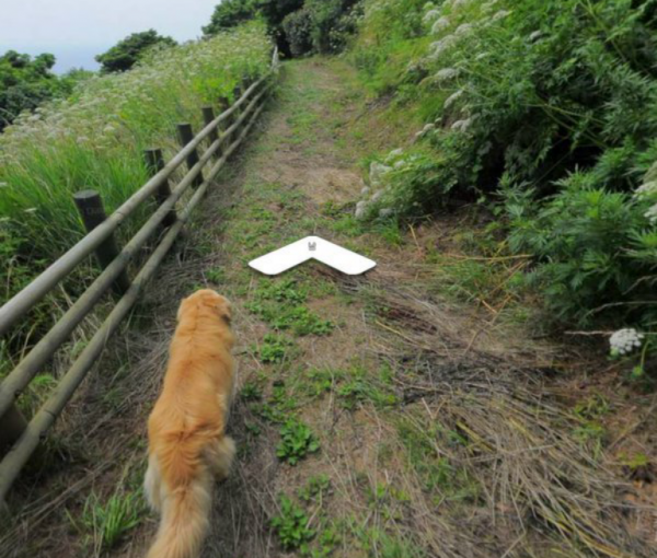 Любопытный пес увязался за камерой Google и попал на карту | - «Интернет и связь»