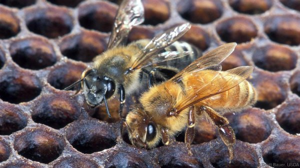 Пчелы-убийцы: как неудачный эксперимент привел к смерти сотен человек | - «Интернет и связь»