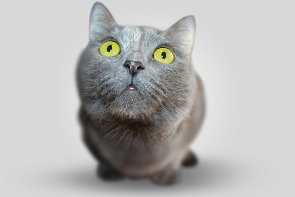 Ученые узнали, как появились домашние кошки | - «Интернет и связь»