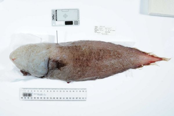 Ученые выловили рыбу "без лица", которая 150 лет считалась исчезнувшей | - «Интернет и связь»