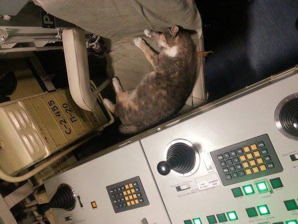 Фотофакт. Кошка, которая "служит" на крупнейшем в мире атомном подводном крейсере | - «Интернет и связь»