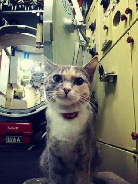 Фотофакт. Кошка, которая "служит" на крупнейшем в мире атомном подводном крейсере | - «Интернет и связь»