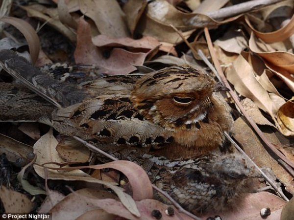 Найди птицу: ученые показали безупречную маскировку | 42.TUT.BY - «Интернет и связь»