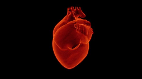 Разработана реалистичная модель сложной структуры сердечной ткани - «Новости сети»