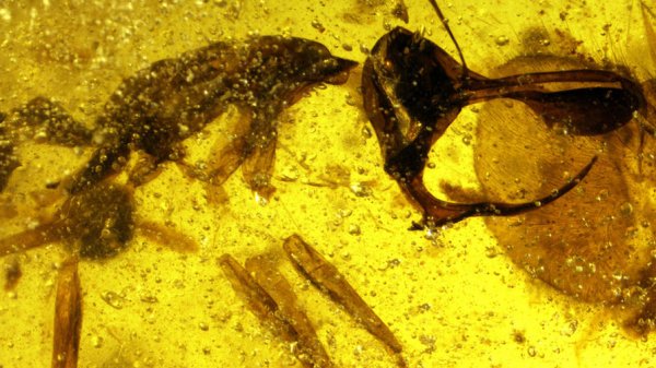 Обнаружен ископаемый муравей с металлическим рогом | - «Интернет и связь»