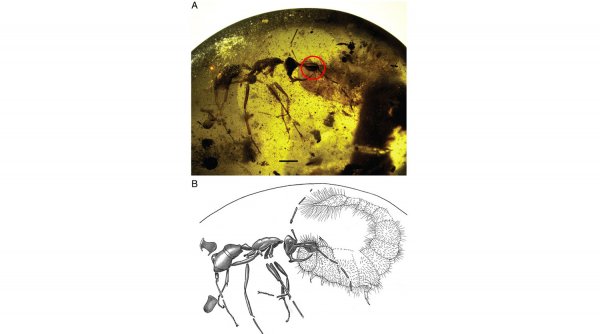 Обнаружен ископаемый муравей с металлическим рогом | - «Интернет и связь»