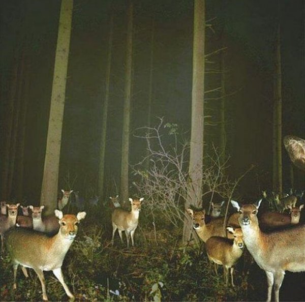 Что делают животные, пока их никто не видит: лучшие кадры фотоловушек | - «Интернет и связь»