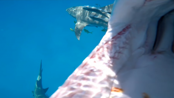 Картинка дня: акула проглотила GoPro, но та продолжила снимать | - «Интернет и связь»