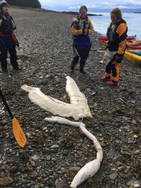 На Аляске вынесло на пляж останки загадочного существа | - «Интернет и связь»