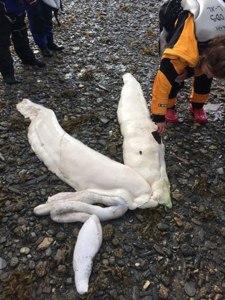 На Аляске вынесло на пляж останки загадочного существа | - «Интернет и связь»