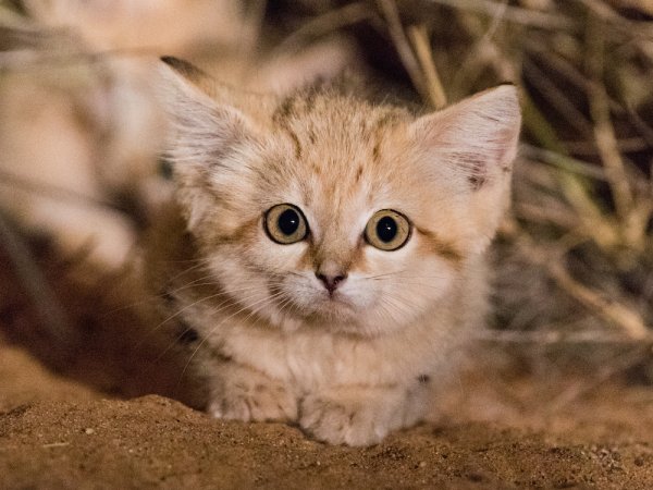 "Неуловимые" барханные котята впервые попали на фото | - «Интернет и связь»