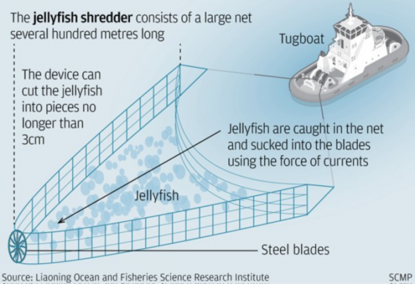 В Китае тестируют "измельчитель" медуз, опасных для авианосцев | 42.TUT.BY - «Интернет и связь»
