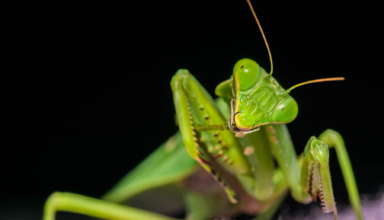 Активность малвари Roaming Mantis обнаружена на iOS-устройствах - «Новости»