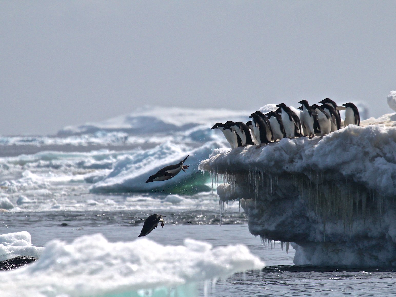 Почему в антарктиде сильные ветра. Пингвины в Антарктиде. Ледники Антарктиды пингвины. Колония пингвинов в Антарктиде. Антарктида фото.