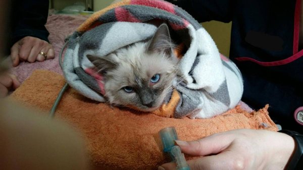В Австралии кот провел в работающей стиральной машине 9 минут и не пострадал - «Интернет и связь»
