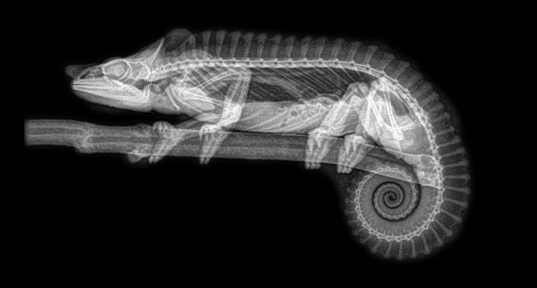 Зоопарк просветил животных на рентгене — получилось очень необычно - «Интернет и связь»