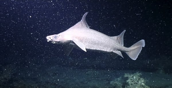 На глубине 750 метров дрон снял редкий акулий питомник - «Новости сети»