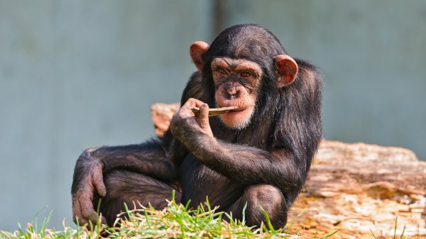 Исследование: шимпанзе общаются почти «по-человечески» - «Интернет и связь»