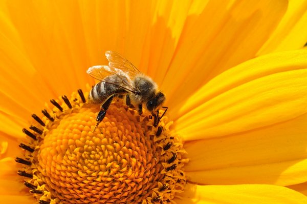 Пчелы могут решать математические примеры - «Интернет и связь»