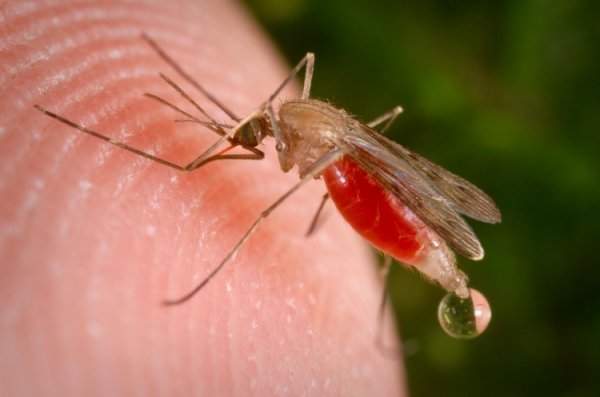 Генетически модифицированный гриб эффективно уничтожает малярийных комаров - «Новости сети»
