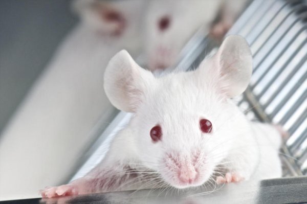 В Японии одобрили эксперименты по созданию животных с поджелудочной железой человека  - «Интернет и связь»