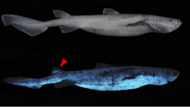 У берегов Новой Зеландии найдены светящиеся акулы - «Интернет и связь»